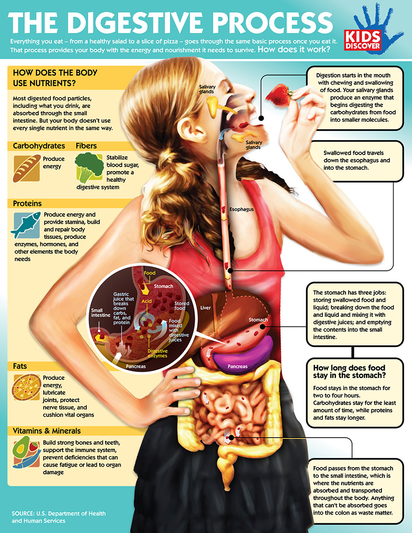 The Human Digestive System 2248