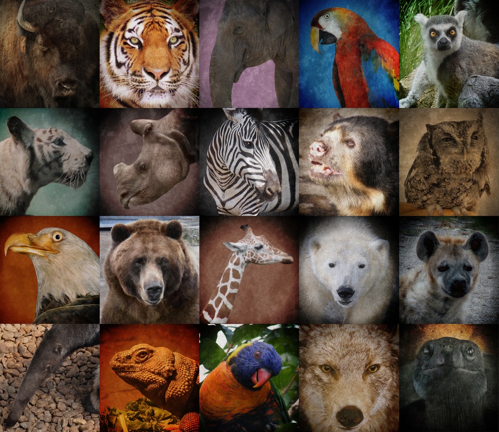 Endangered Rainforest Animals List For Kids | Amazing Wallpapers
