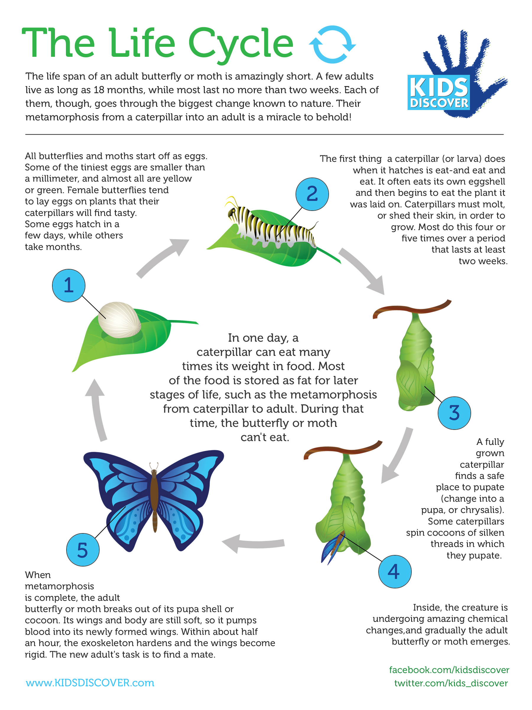 Infographic: The Life Cycle - Kids Discover