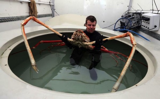 Japanese_Spider_Crab1.jpg