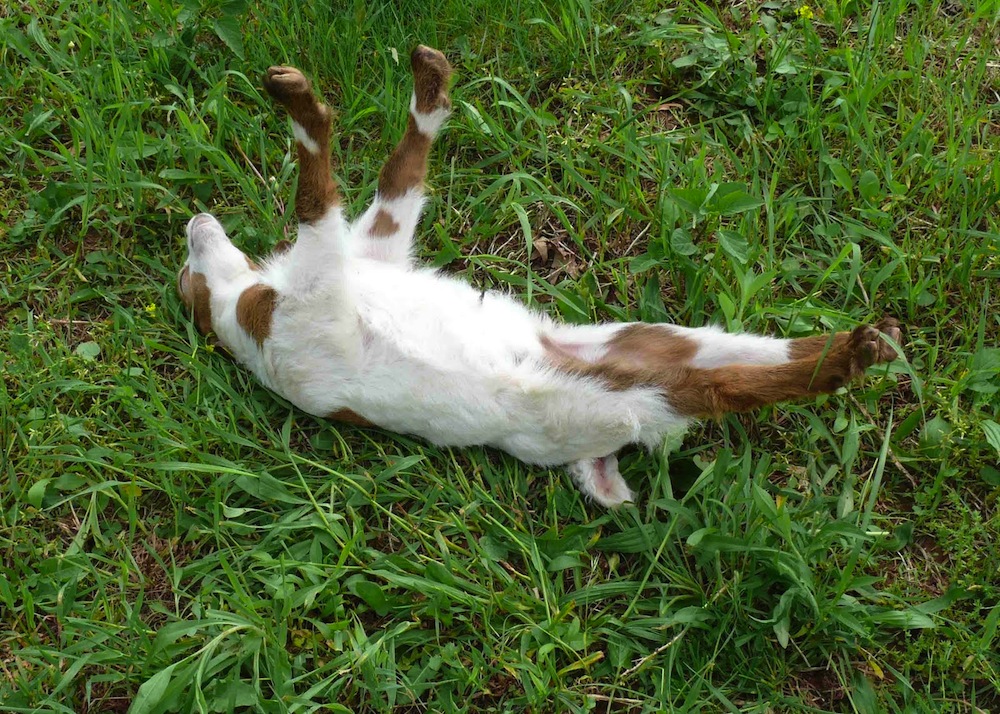 Why Fainting Goats Faint Kids Discover