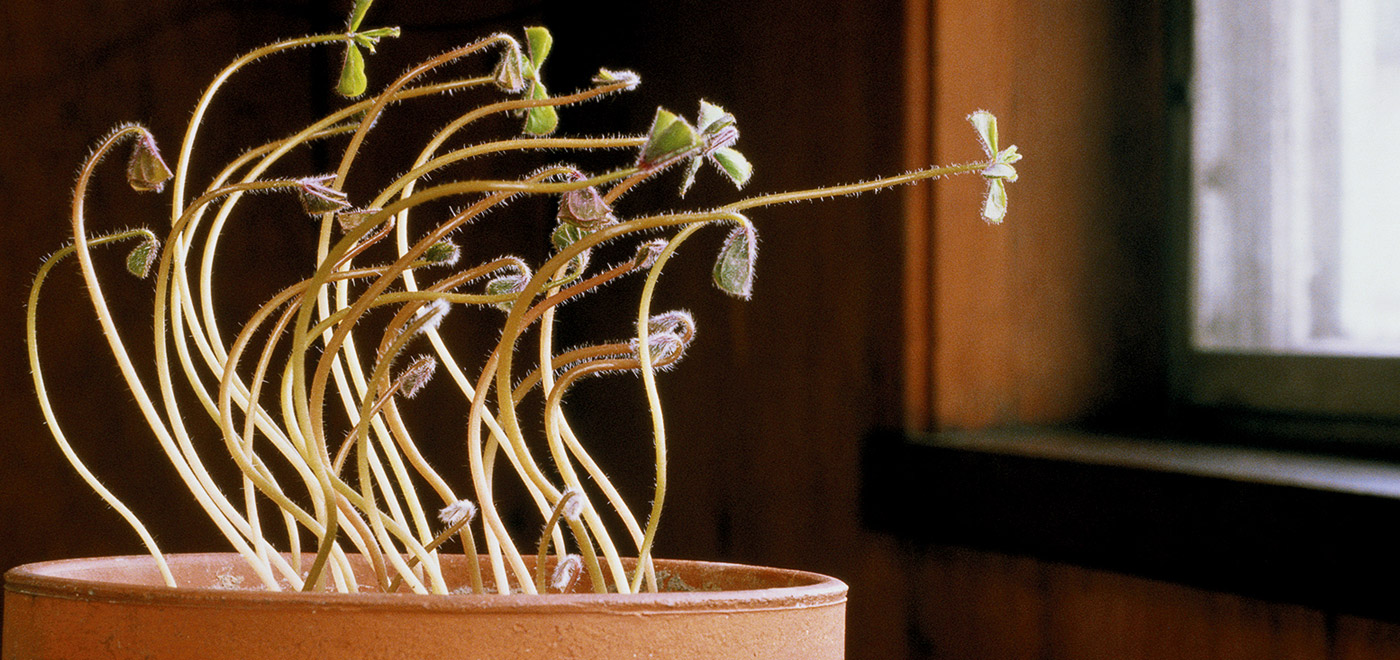 Games and Activities About Plants Kids Discover